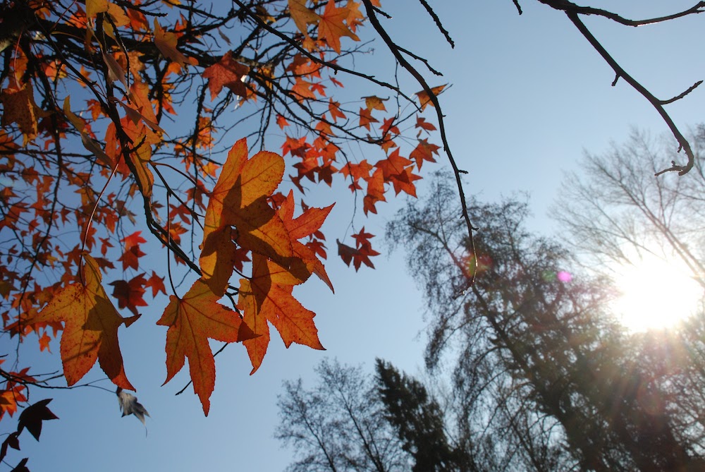 Photo du ciel avec des feuilles orange en avant plan et le soleil en arrière plan
