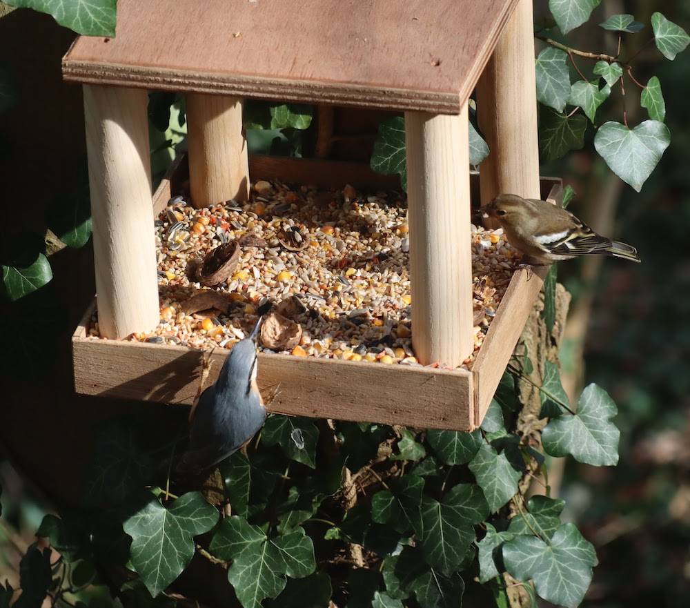 Photo de 2 oiseaux mangeant des graines dans un nichoir