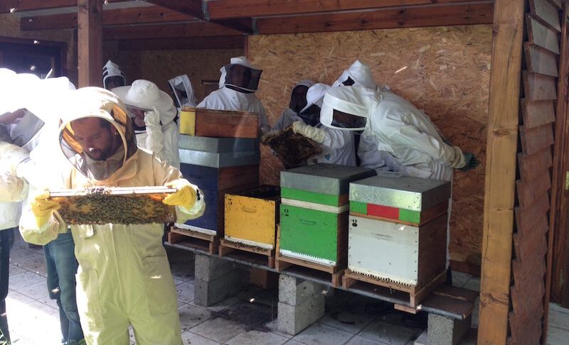 Activité d'apiculture avec des personnes habillés en tenue adéquates