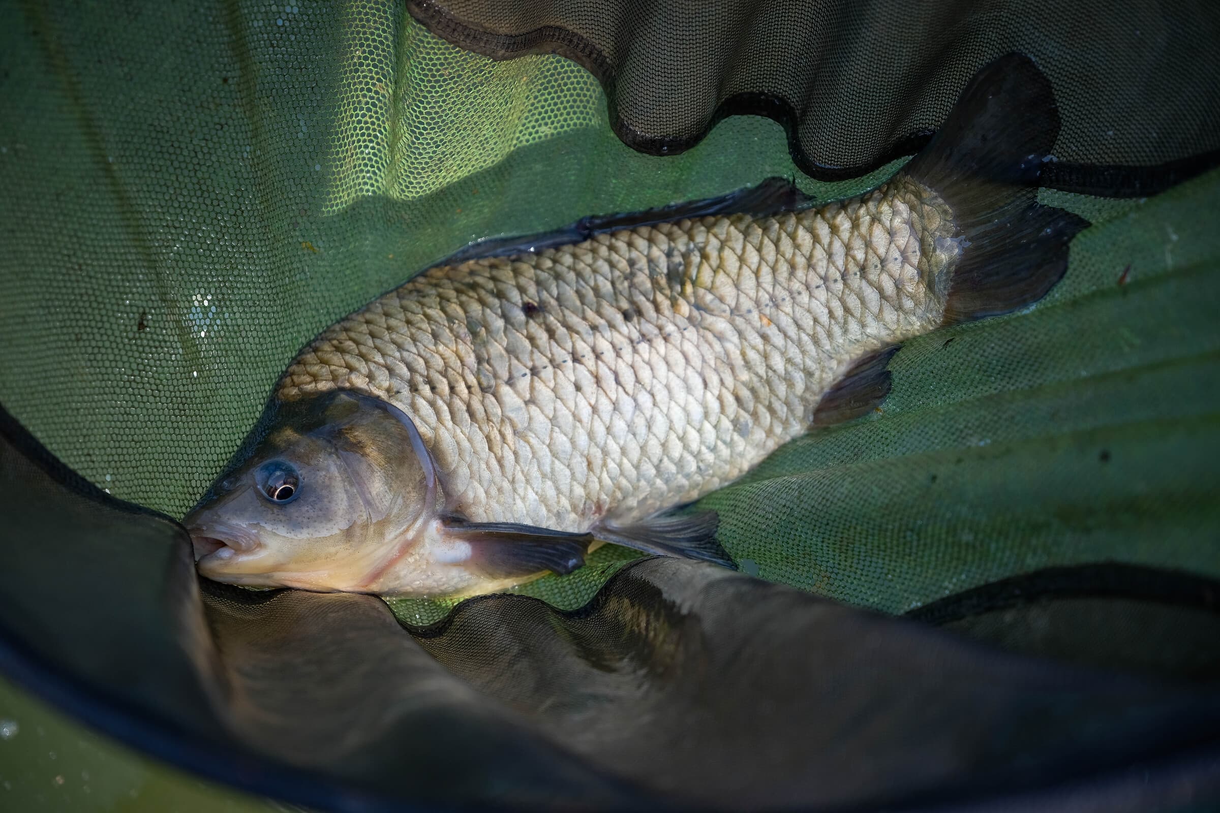 Photo d'un poisson pêché dans une épuisette