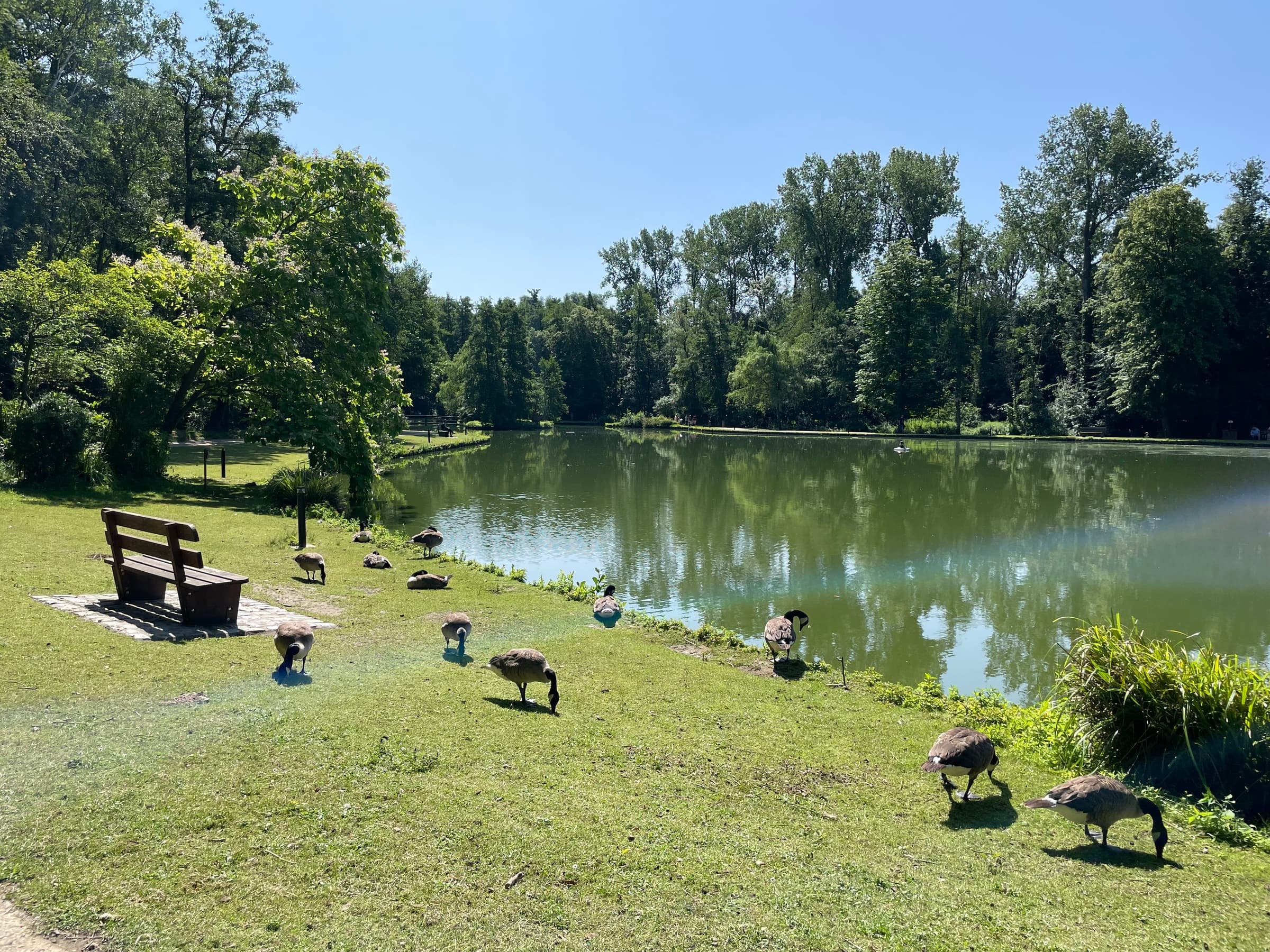 Photo de canards broutant l'herbe autour du lac des bois des rêves