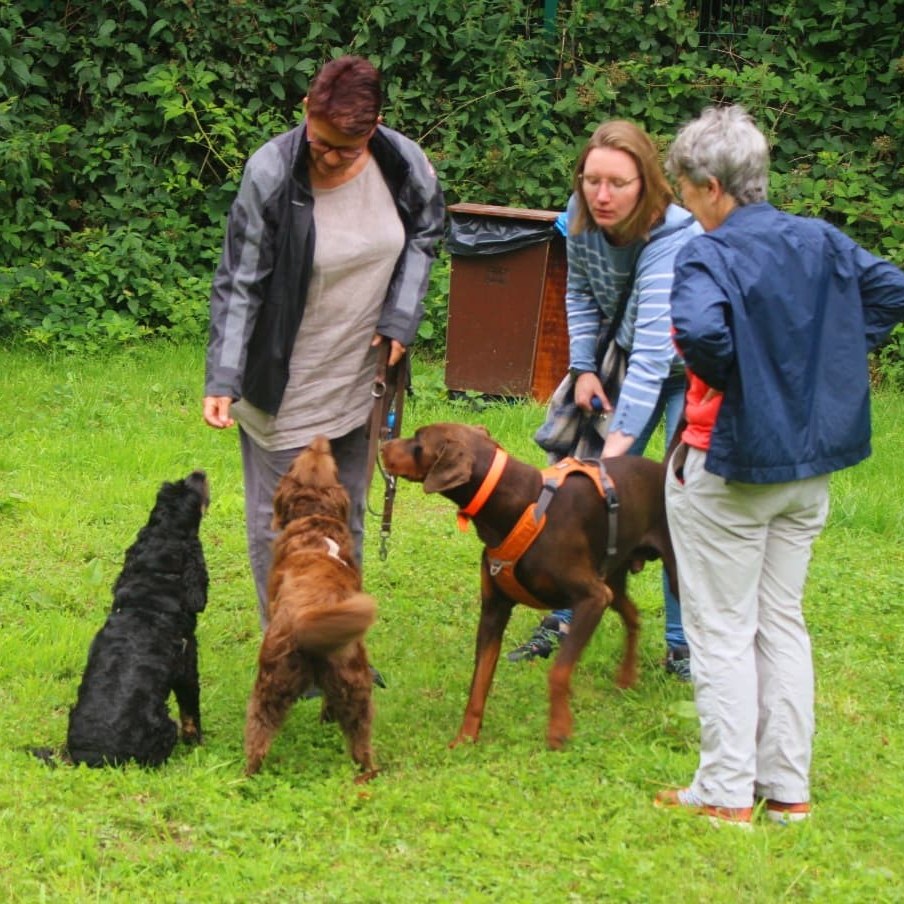 Photo de 3 dames discutant autour de leur 3 chiens